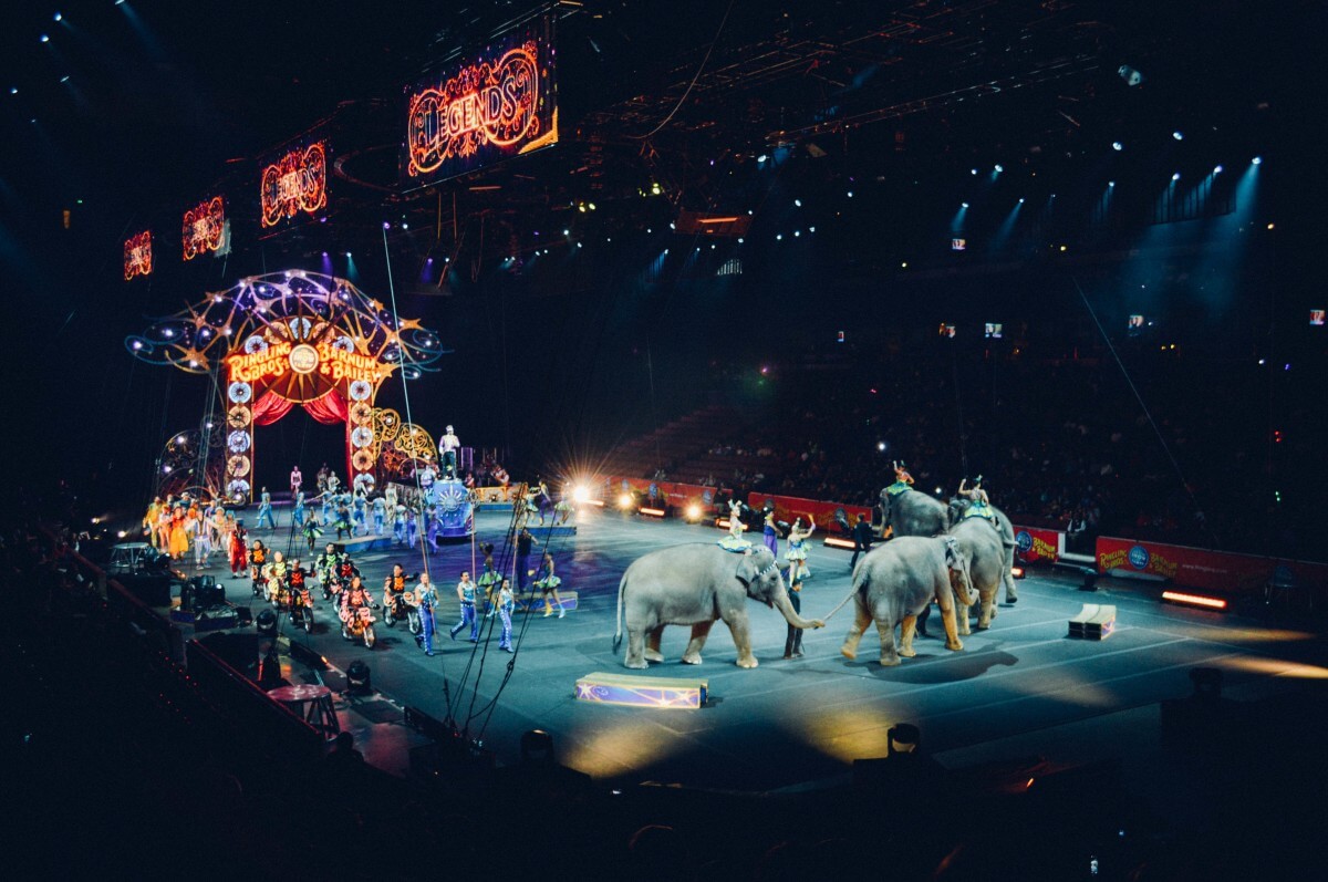 Circus_elephant_fair_tent_show-11880.jpg!  دکتر